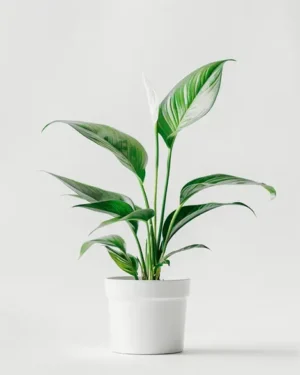 product 03