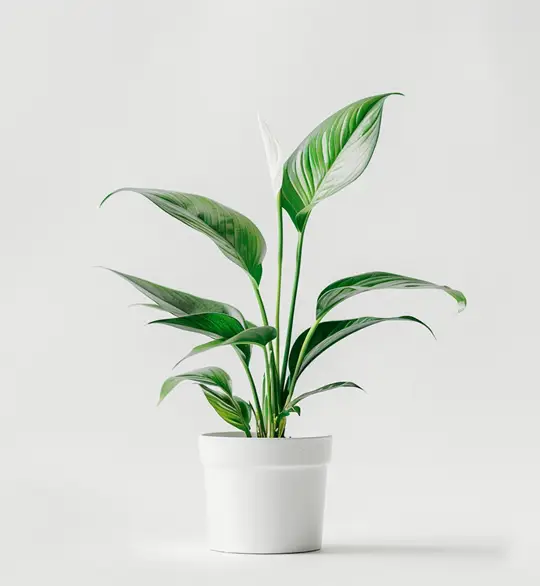 product 03