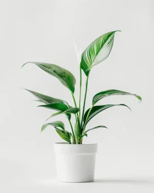 product 06