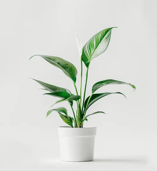 product 06